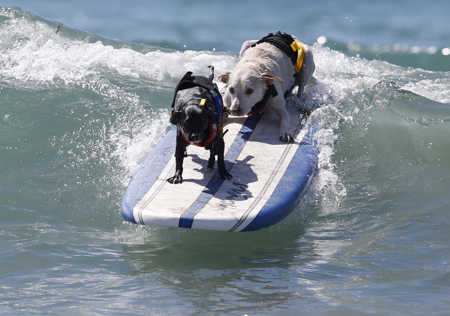 Dogs surf in contest in California