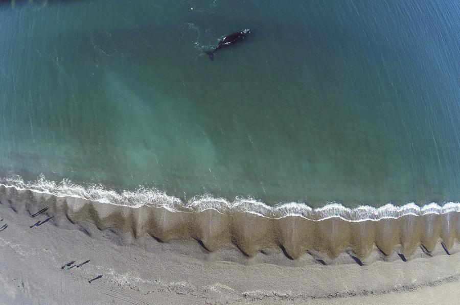 Reuters images of the year - the natural world