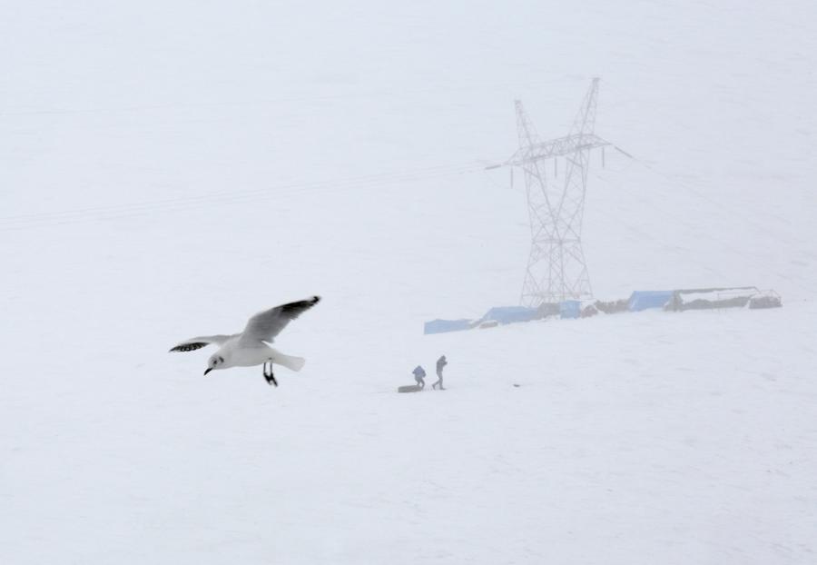 Reuters images of the year - the natural world