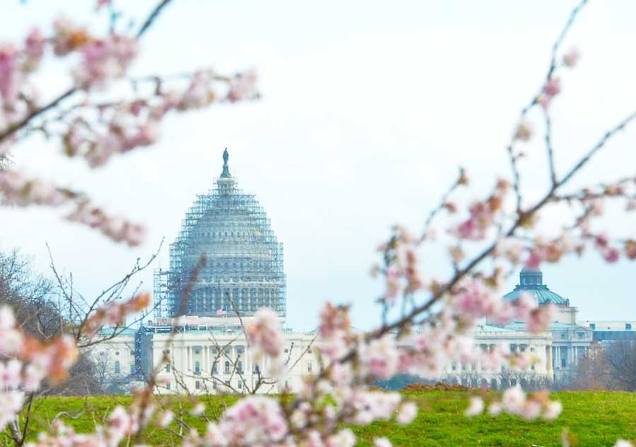 Washington's cherry trees bloom in heat wave