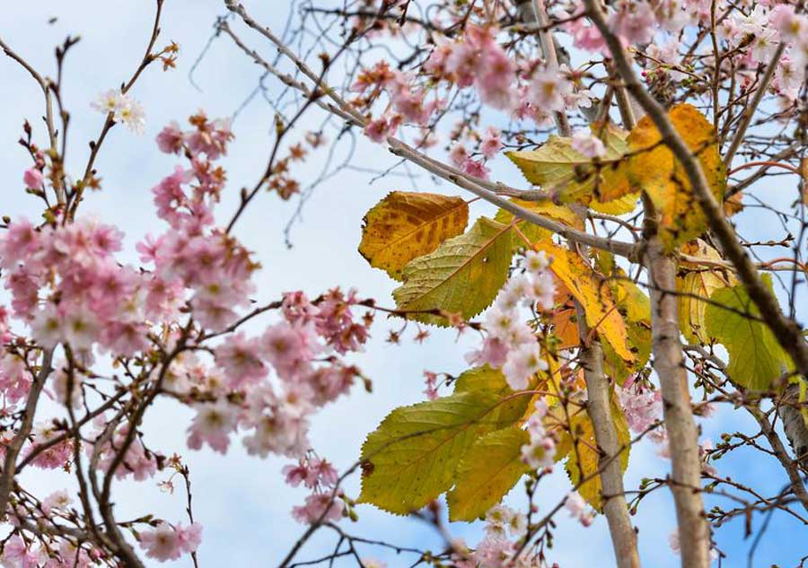 Washington's cherry trees bloom in heat wave