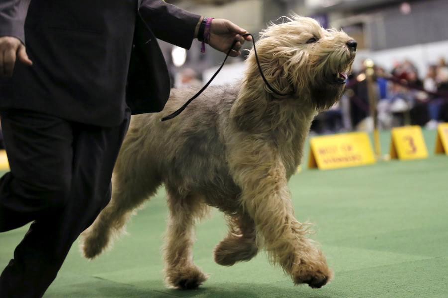 2016 Westminster Kennel Club Dog Show held in New York