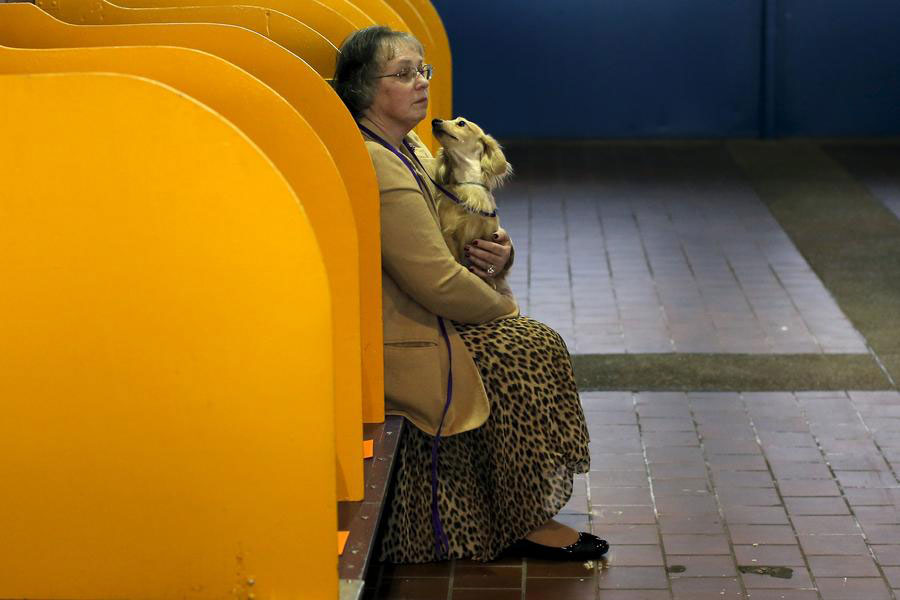 2016 Westminster Kennel Club Dog Show held in New York