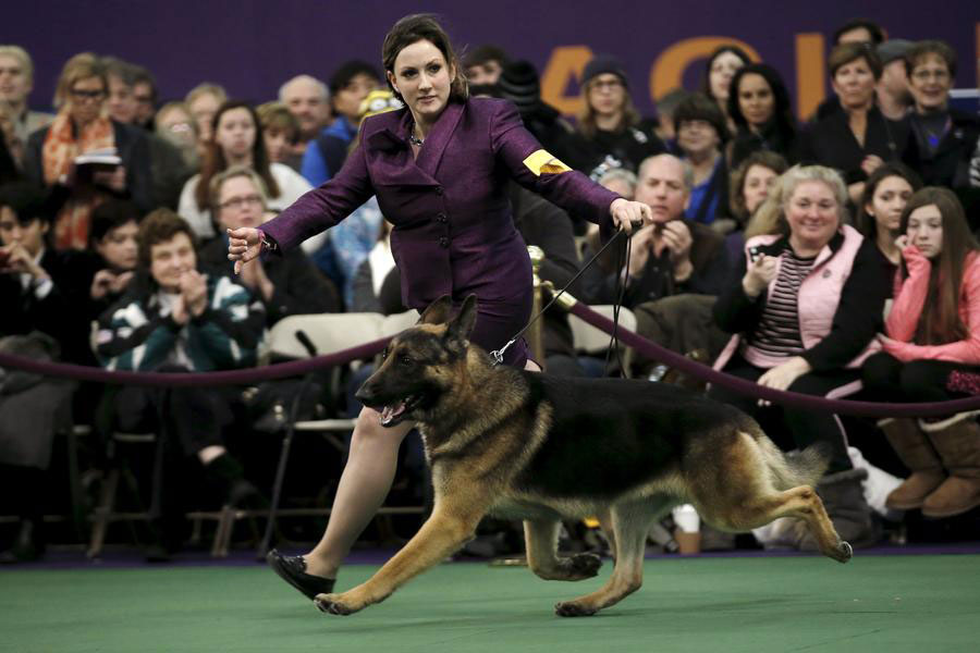 2016 Westminster Kennel Club Dog Show held in New York