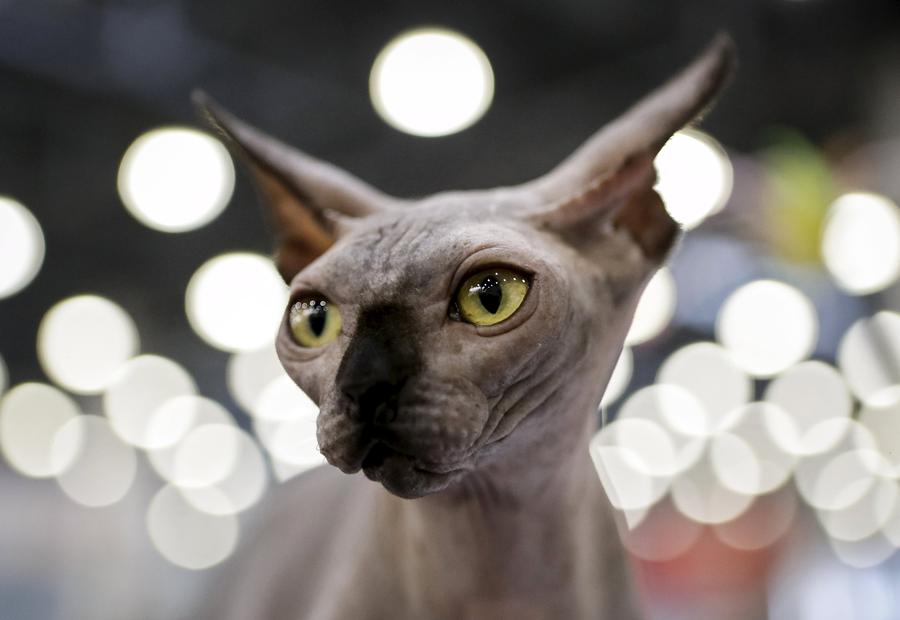 Moscow shows off its best felines at cat show