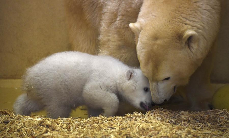 Polar bear cub unveiled at German zoo