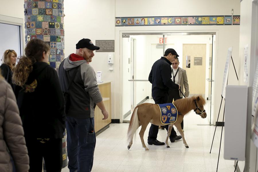 Little horse, big medicine