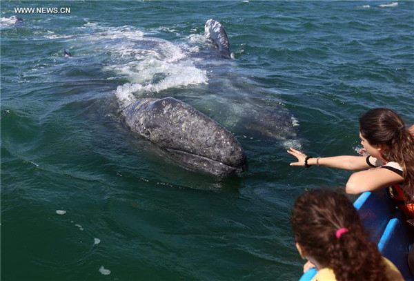 Tourists flow to NW Mexico to see gray whales