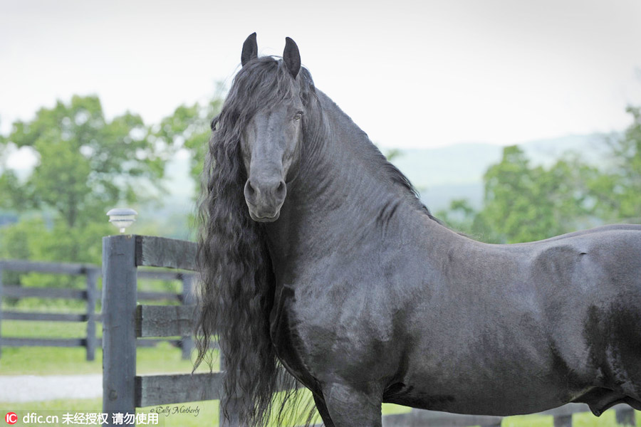 Frederik the Great: Is it a horse or a stunning statue?