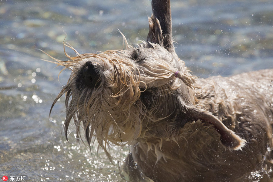 Beach dedicated to dogs opens in Croatia