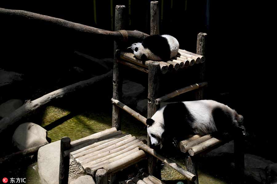 Panda family celebrate birthday in Malaysia