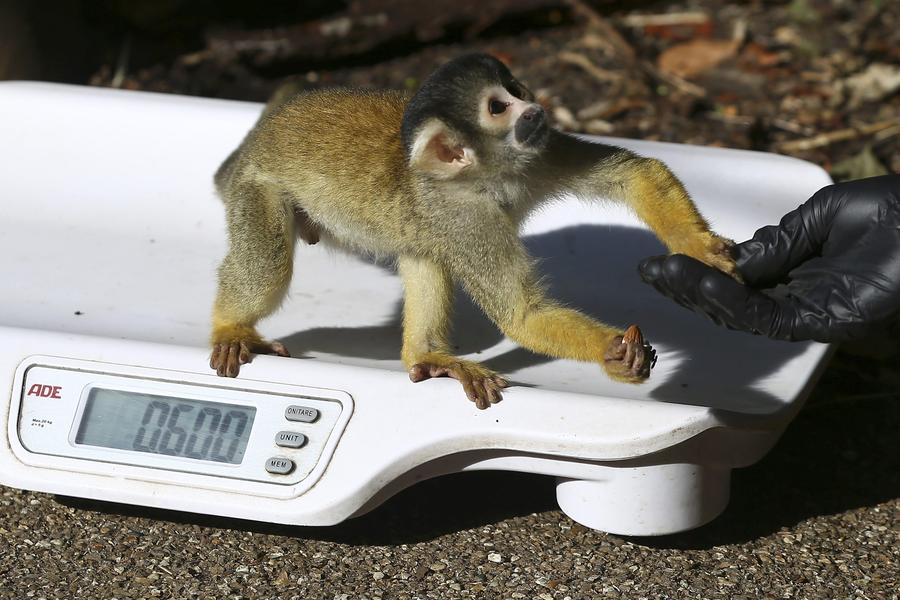 London Zoo's animals have annual weigh in