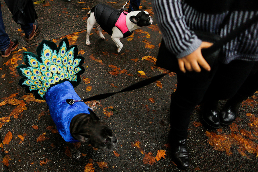 Dogs rock Halloween parade in NY