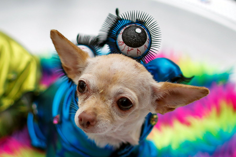 Dogs rock Halloween parade in NY