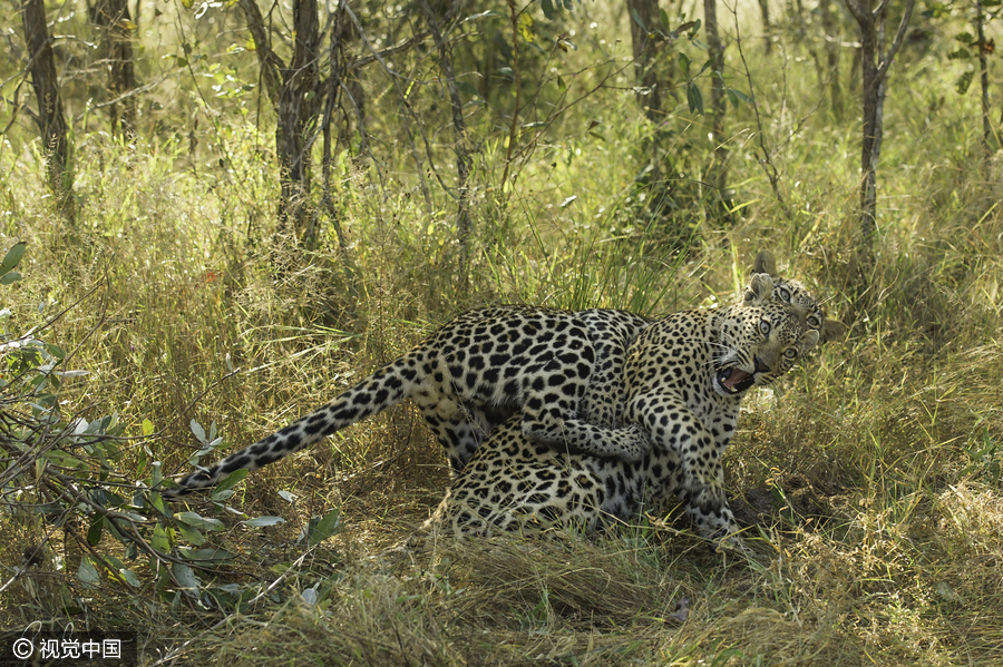 2016 Comedy Wildlife Photography Awards Finalists