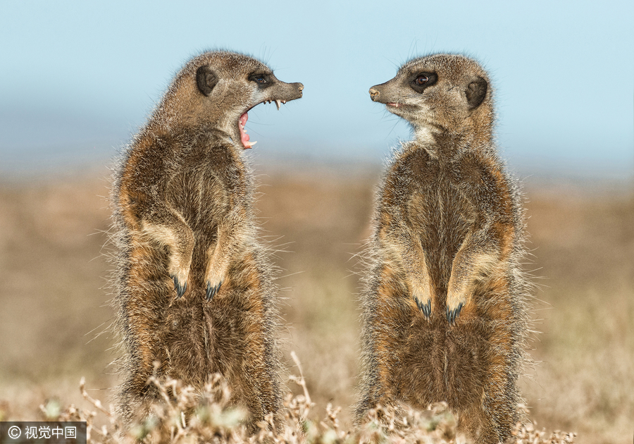 2016 Comedy Wildlife Photography Awards Finalists