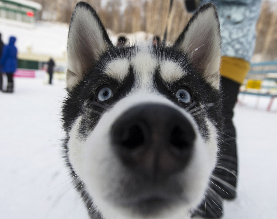 Sled dogs compete in Russia