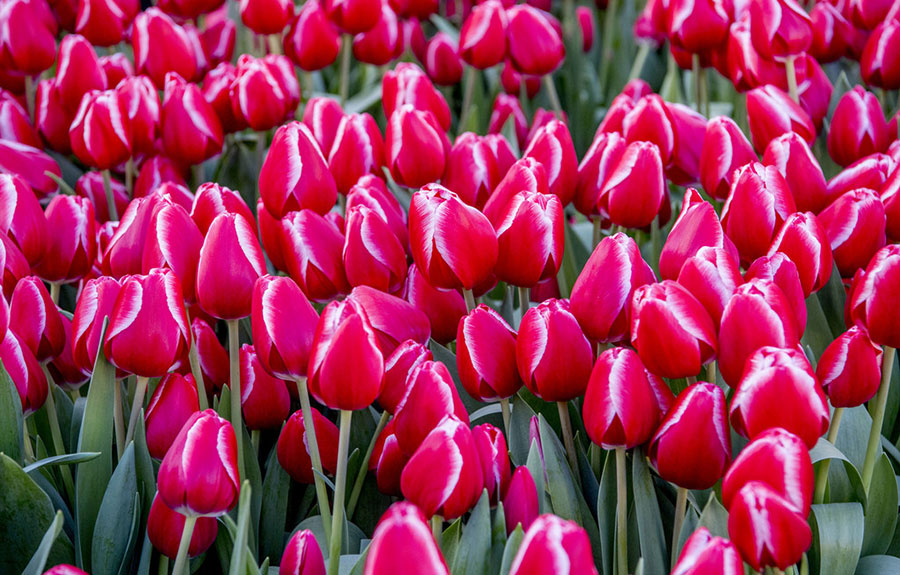 Amsterdam transforms into a tulip ocean on National Tulip Day