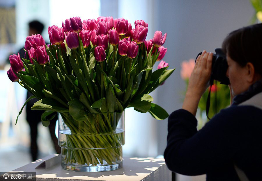 Tulip exhibition held in Poland