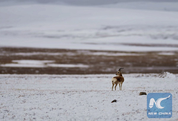 Syria will join Paris Climate Accord: reports