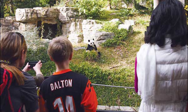 Panda cub drawing votes for her name