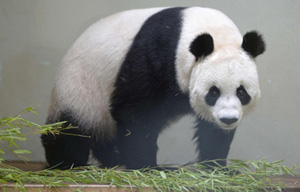 Panda in Washington to make her debut