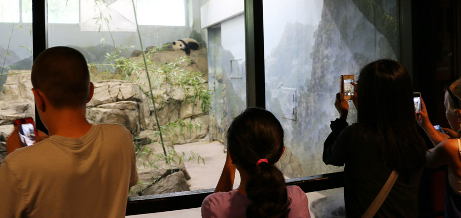 Panda cub Bao Bao turns one