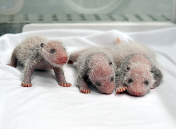 Unique panda triplets take a bow