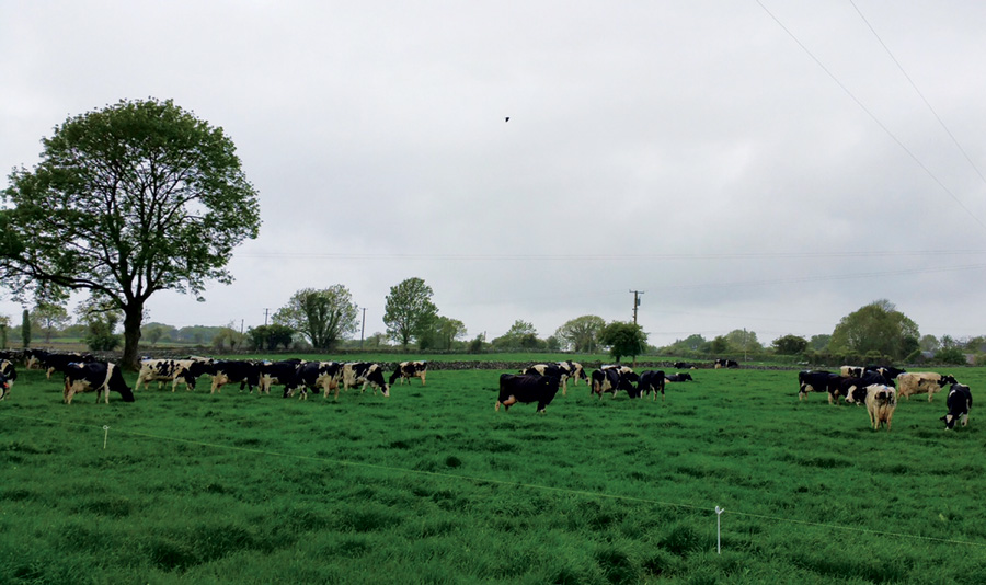 Premier takes in Irish countryside at old farm