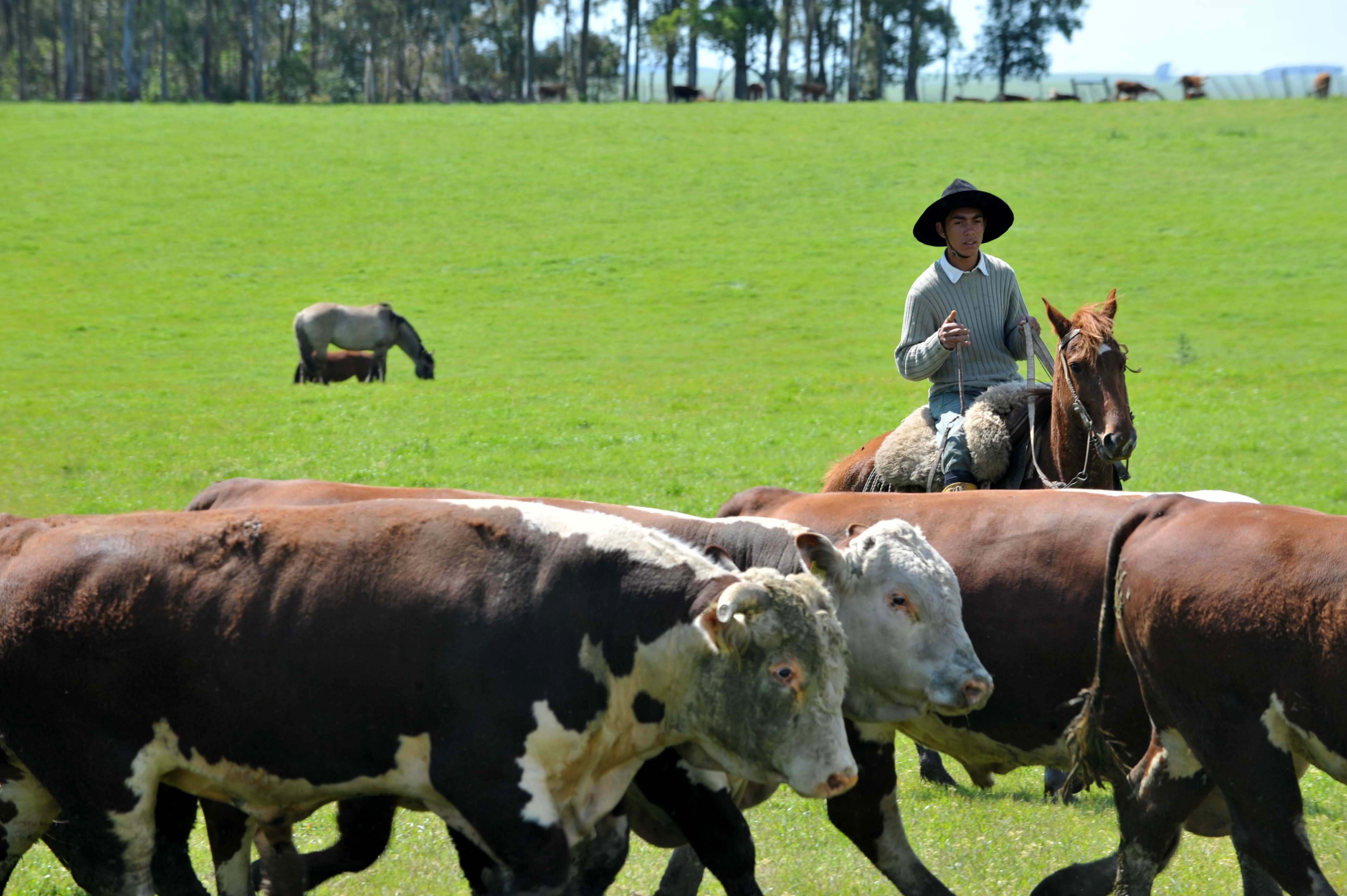 Brazilian beef gets back into China's market