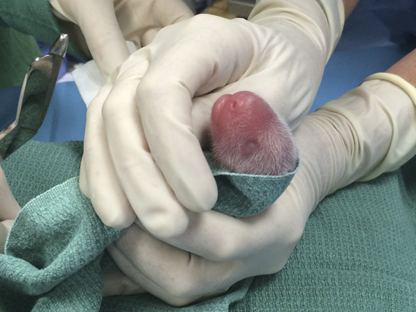 Giant panda gives birth at Washington's National Zoo