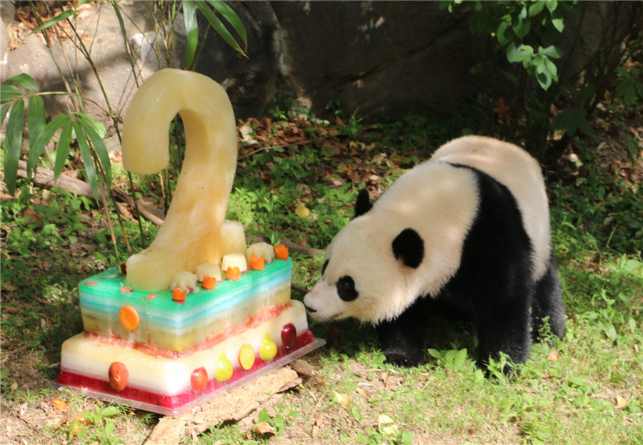 Giant panda Bao Bao celebrates two-year birthday