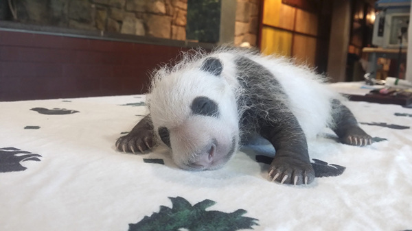 Washington zoo's panda cub growing up