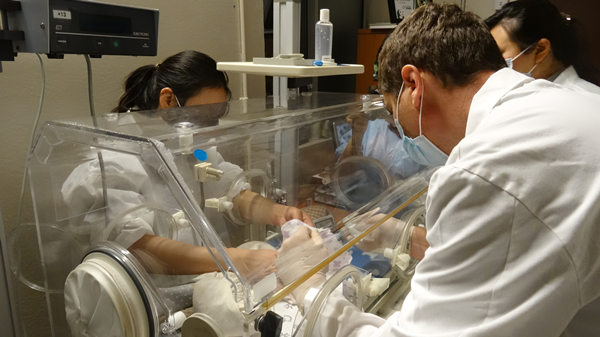 A Canadian first: The birth of two panda cubs