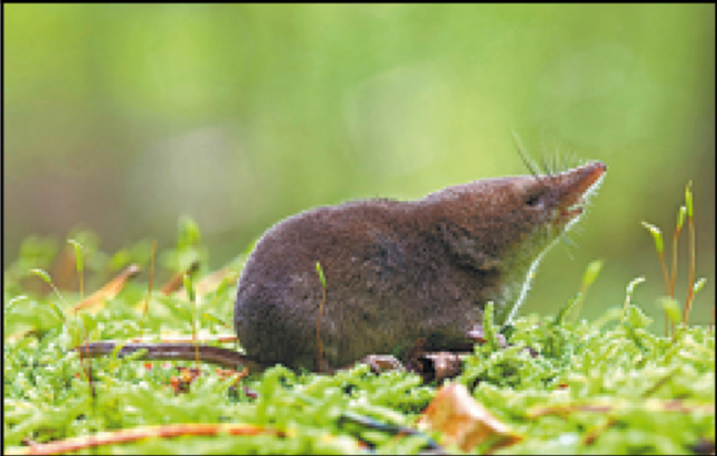 Shrews it or lose it: A critter's shrinking skull