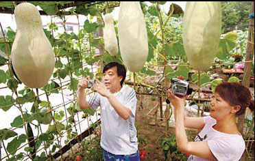 TLC and TCM help 'hanging garden' grow