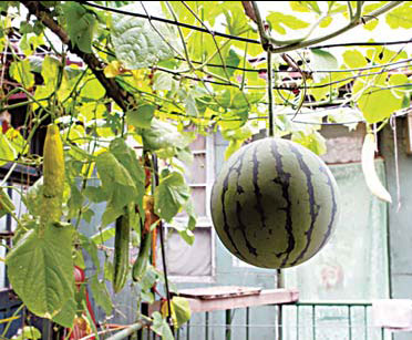 TLC and TCM help 'hanging garden' grow