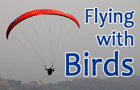 Parahawking: Flying with the birds