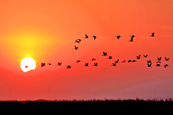 A winter home for migrating birds in Yanqing county