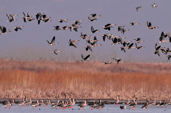 A winter home for migrating birds in Yanqing county