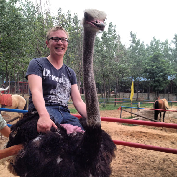 A rodeo with ostriches