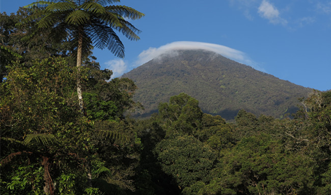 In the mists of gede-pangrango