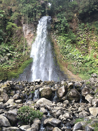 In the mists of gede-pangrango