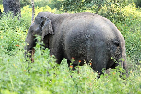 Nature comes to life on park safari