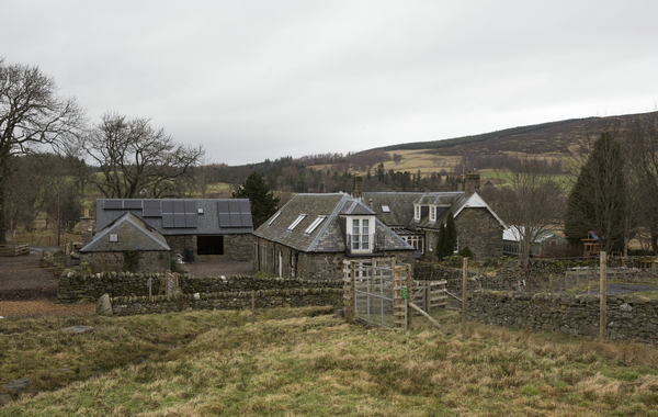 Tea in the highlands? 'mad'growers tends blooming crop