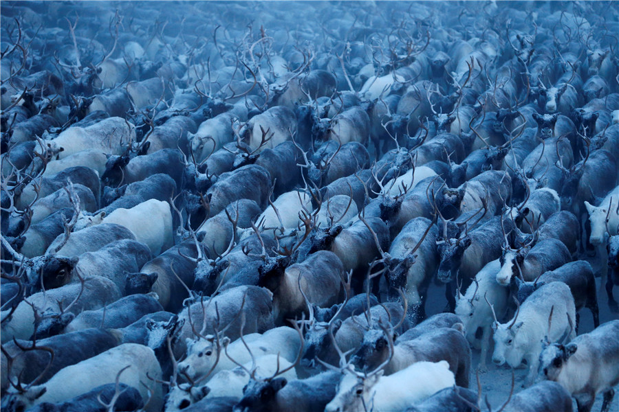 Reindeer Herding In Russia's Arctic