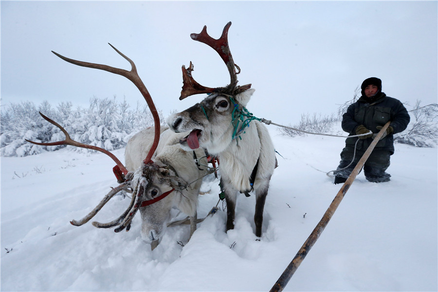 Reindeer Herding In Russia's Arctic