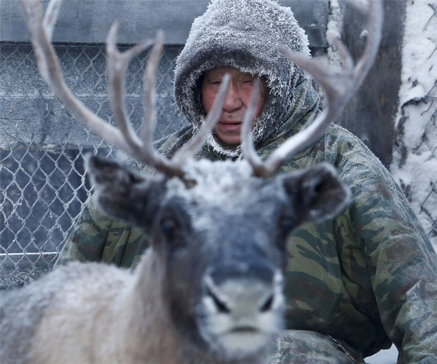 Reindeer Herding In Russia's Arctic