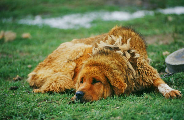 Abandoned Tibetan mastiffs pose threat to snow leopards' primacy