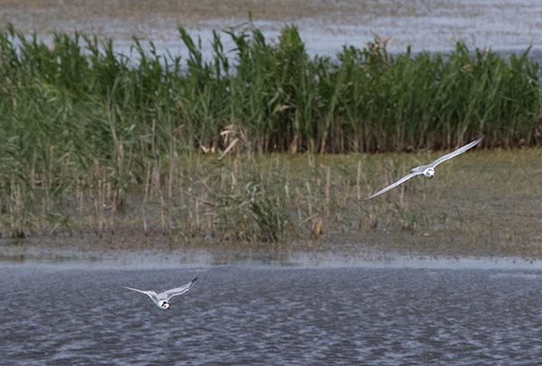 Existential battle to survive, both in the water and in the air